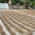 A Guatemalan coffee field